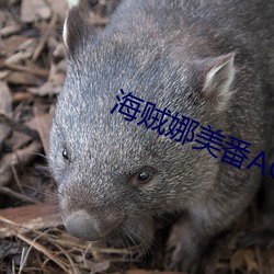 海贼娜美番ACG全彩本子
