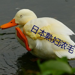 日本熟婦濃毛