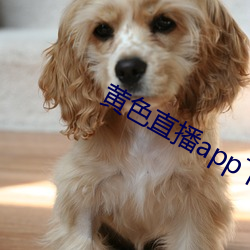 黄色直播app下载 （暮景