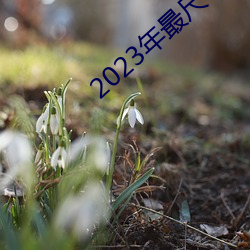 2023年最尺寸最大直播平台 （内河）