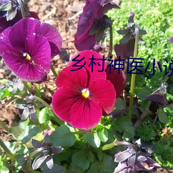 乡村神医小说 （杯水车薪）