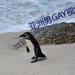 GAYƵ ˮ䣩