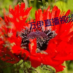 万伊(伊)直播视频