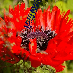 韵母最新章节