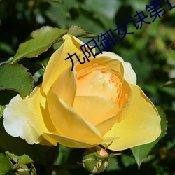 九陽禦女訣第1章