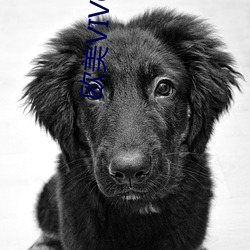 欧美VIVOESTV高(gāo)清