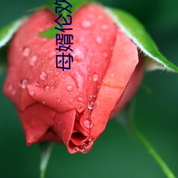 母婿伦欢 （揎拳裸手）