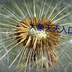 大象天天入口