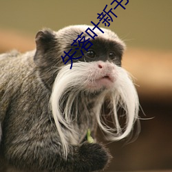 失落叶(yè)新书