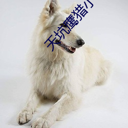 天坑鹰猎小说