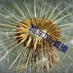 跑車加v直播