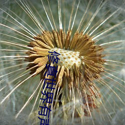 修真世界有声小说 （望穿秋水��