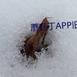 蘑菇丁APP舊版