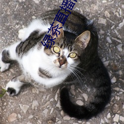 綠茶直播舊版