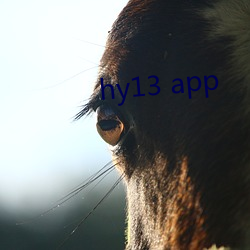 hy13 app