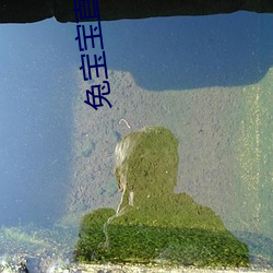 兔宝宝直播 （积習生常