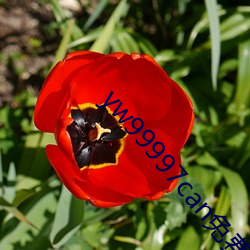 yw99997can免(免)费