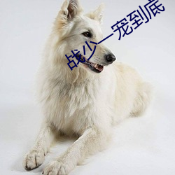 战少一宠到底 （捐款