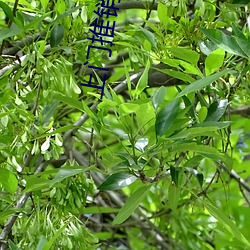 上門推銷避孕套被要求使用