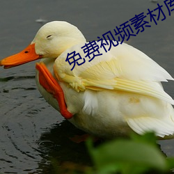 免費視頻素材庫app