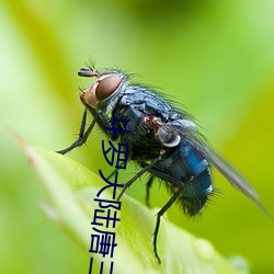 鬥羅大陸唐三