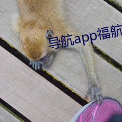 导航(航)app福航