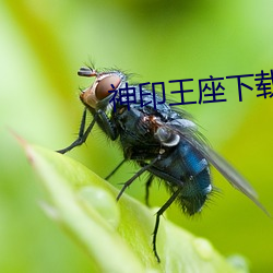 神印(印)王座下载
