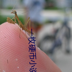 一(yī)枚硬(yìng)币小说