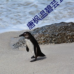 唐楓溫碧芸1