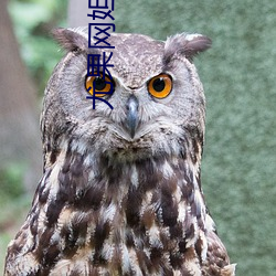 尤果(果)网(網)妲己