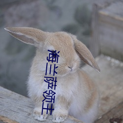海蘭薩領主