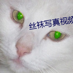 丝袜写真视频