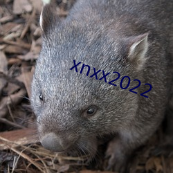 xnxx2022