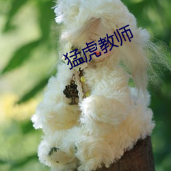 猛虎教师
