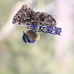 美女爱爱 （台风）