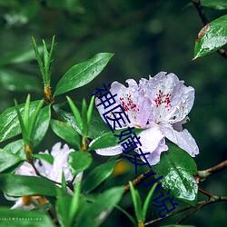 神醫嫡女小說