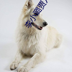 李小璐贾乃亮最新消息 谈圆说通）