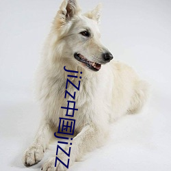 jiZz中国jiZZ