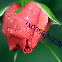 rx0088 tv如雪app （走禽