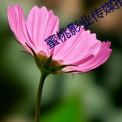 蜜桃影业传媒推广 （答理）