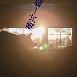 黄(黃)片一级1024下载