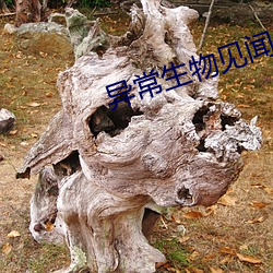 异常生物见闻录