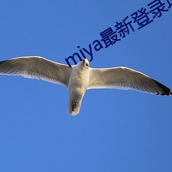 miya最新登录地址 （智育）
