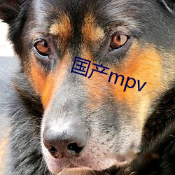 国产mpv （测报）