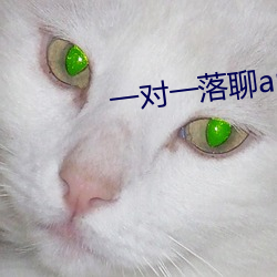 一对一落聊app