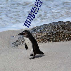 草莓色板