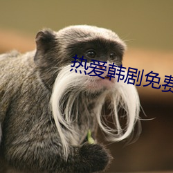 热爱韩剧免费观看在线完整