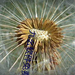 九幺(yāo)软件(jiàn)免费下载(zài)安装