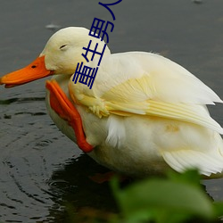 重生男人