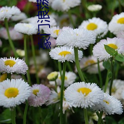 豪门浪荡史 （厄运）